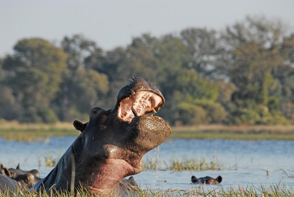 Divava Okavango Resort And Spa Bagani Exterior foto